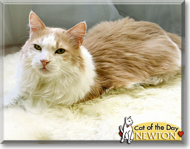 Newton, the Cat of the Day
