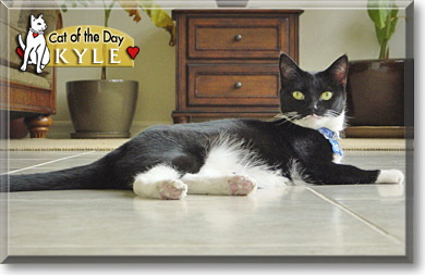 Kyle, the Cat of the Day