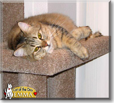 Emma, the Cat of the Day