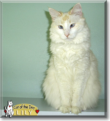 Lily, the Cat of the Day