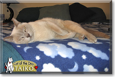 Taiko, the Cat of the Day