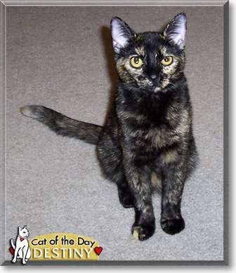 Destiny, the Cat of the Day