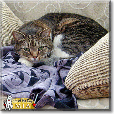 Mia, the Cat of the Day