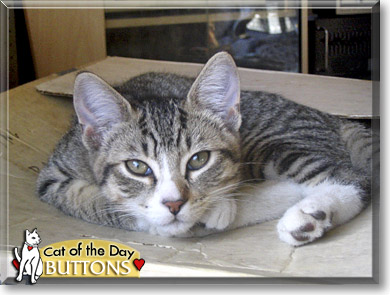 Buttons, the Cat of the Day