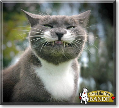 Bandit, the Cat of the Day