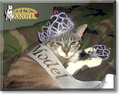 Angel, the Cat of the Day