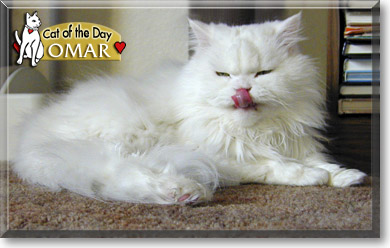 Omar, the Cat of the Day