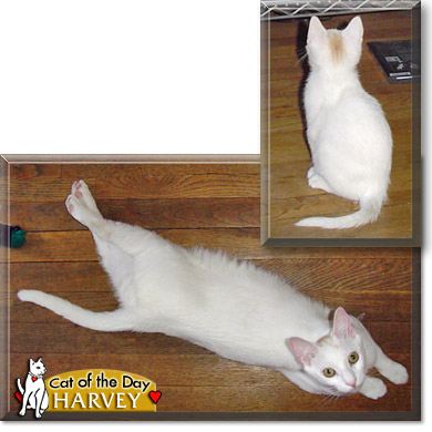 Harvey, the Cat of the Day