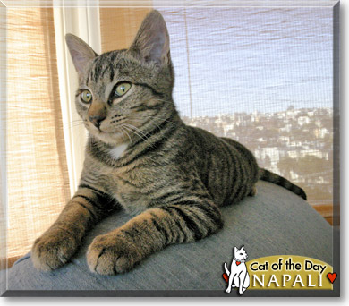 Napali, the Cat of the Day
