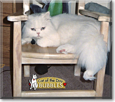 Bubbles, the Cat of the Day