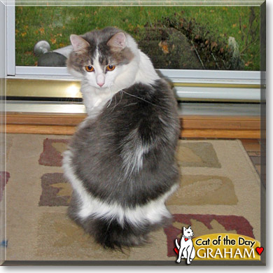Graham, the Cat of the Day