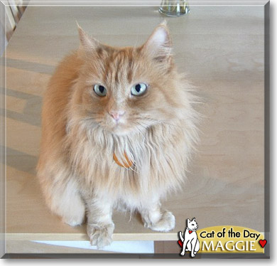 Maggie, the Cat of the Day