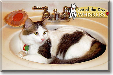 Whiskers, the Cat of the Day