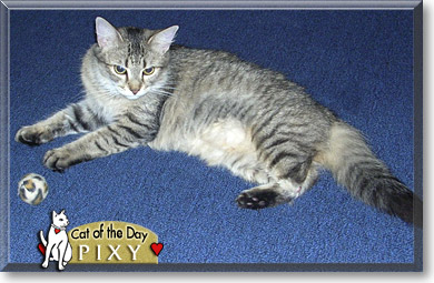 Pixy, the Cat of the Day