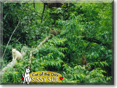 Sissy Sue, the Cat of the Day