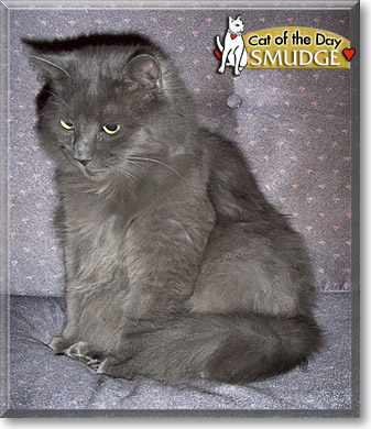 Smudge, the Cat of the Day