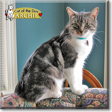 Archie, the Cat of the Day