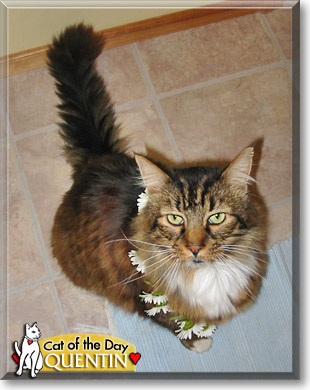 Quentin, the Cat of the Day