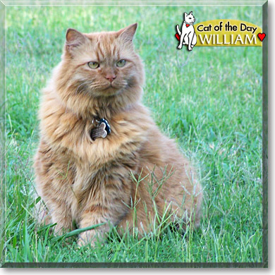 William, the Cat of the Day