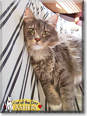Ashers, the Cat of the Day