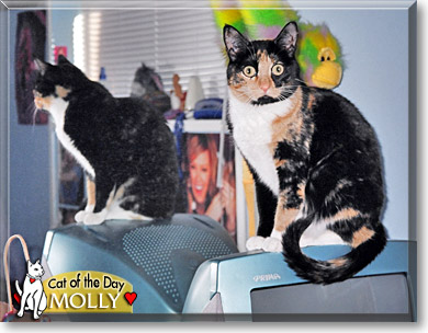 Molly, the Cat of the Day