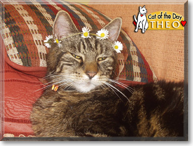 Theo, the Cat of the Day