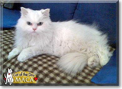 Maca, the Cat of the Day