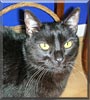 Sylvester