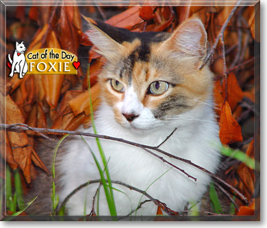 Foxie, the Cat of the Day