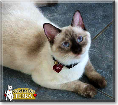 Terra, the Cat of the Day