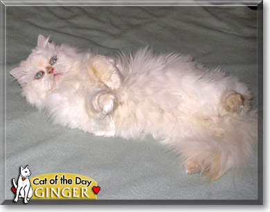 Ginger, the Cat of the Day