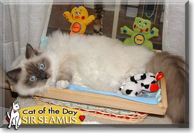 Sir Seamus, the Cat of the Day