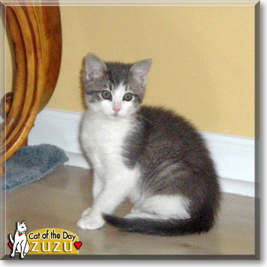 Zuzu, the Cat of the Day