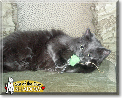 Shadow, the Cat of the Day