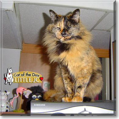 Little JC, the Cat of the Day