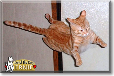 Ernie, the Cat of the Day