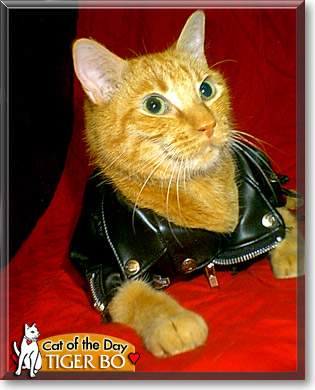 Tiger Bo, the Cat of the Day