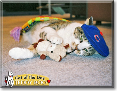 Teddy Boo, the Cat of the Day