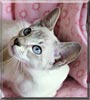 Evie