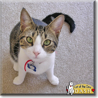Dash, the Cat of the Day