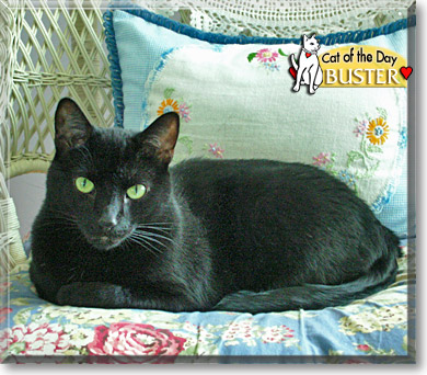 Buster, the Cat of the Day