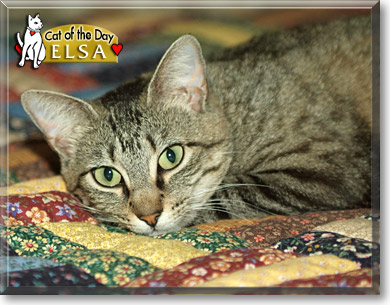 Elsa, the Cat of the Day