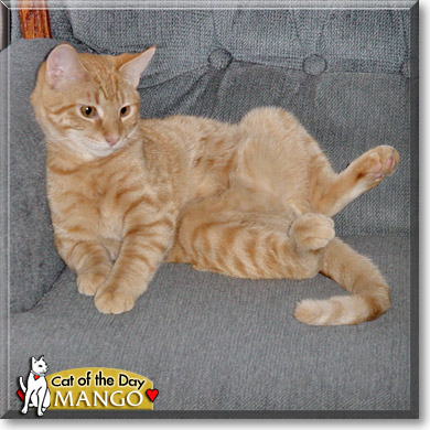 Mango, the Cat of the Day