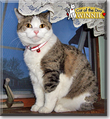 Winnie, the Cat of the Day