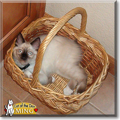 Ming, the Cat of the Day