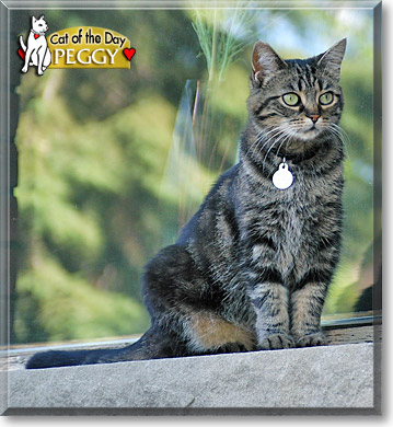Peggy, the Cat of the Day