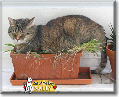 Sally, the Cat of the Day