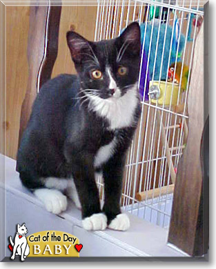 Baby, the Cat of the Day