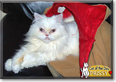 Prissy, the Cat of the Day