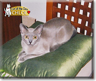 Chloe, the Cat of the Day